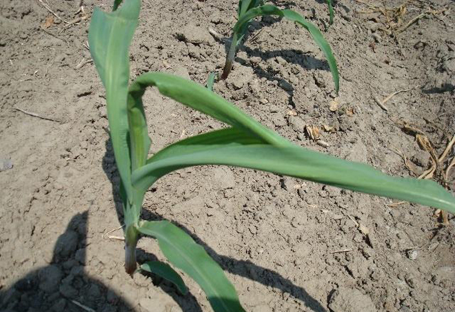 玉米苗出现死苗是什么原因,玉米苗烂根死苗怎么回事