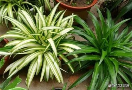 吊兰怎么养得又胖又矮,吊兰长胖了怎么办