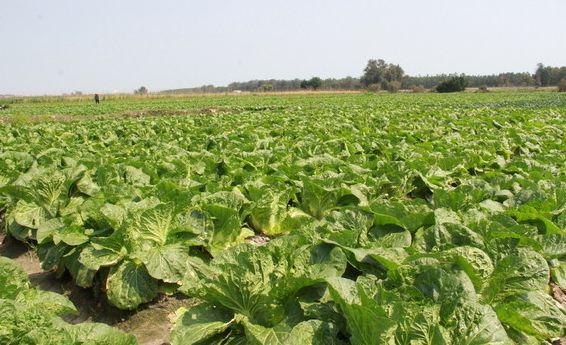 适合秋冬季节种植蔬菜,1-12月应季蔬菜种植