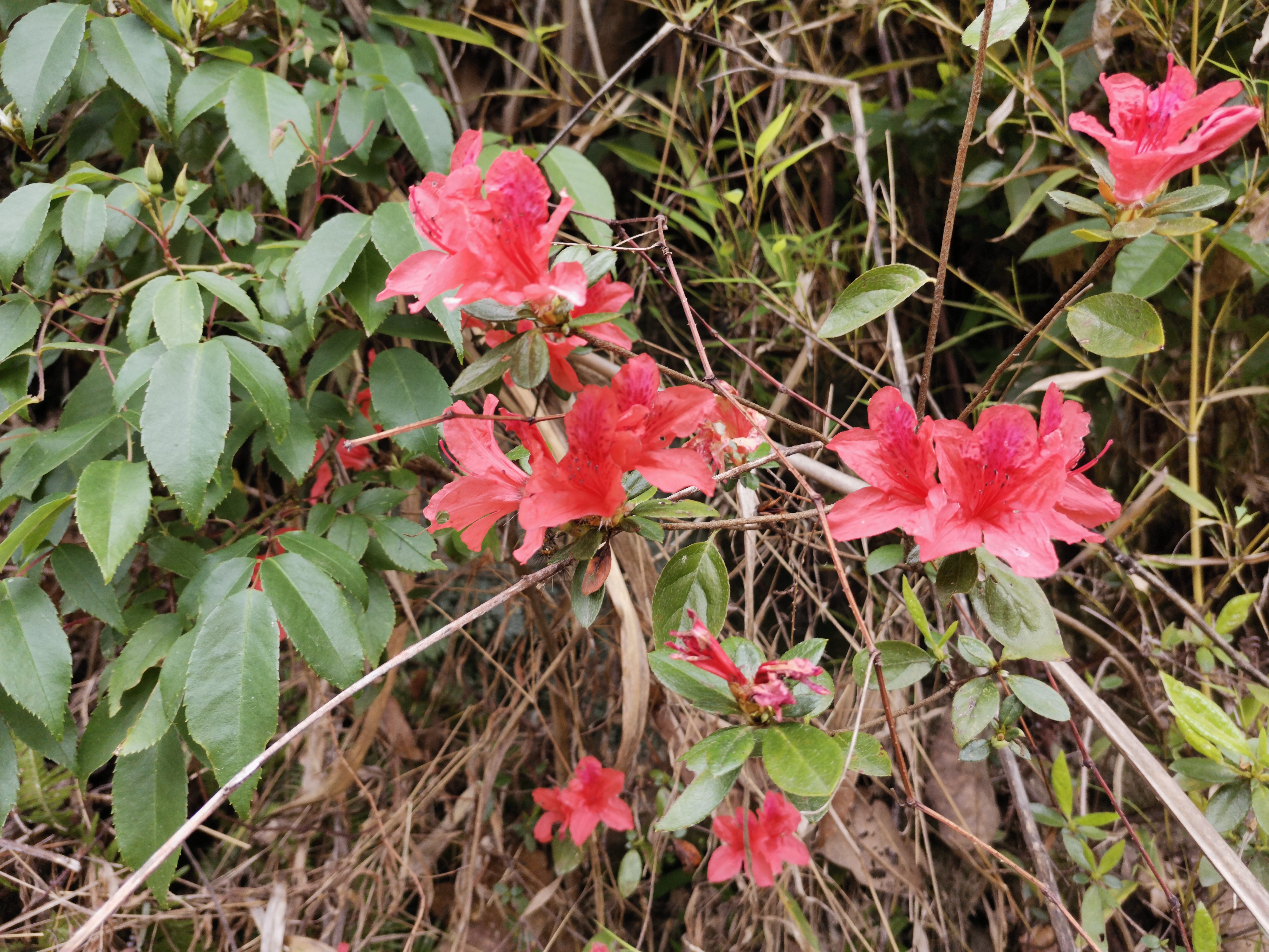 深山野生杜鹃花,中国最好的野生杜鹃花