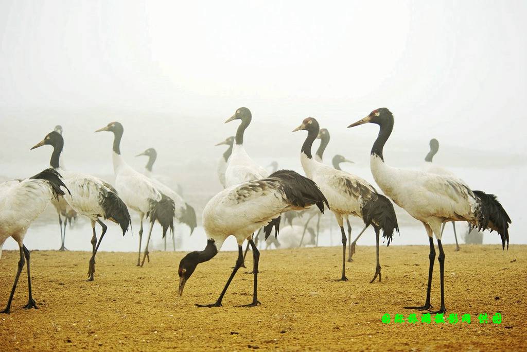 云南昭通大山包黑颈鹤攻略,云南黑颈鹤旅游