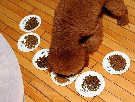 在选择性价比高的散装狗粮时，你应注意这些事项