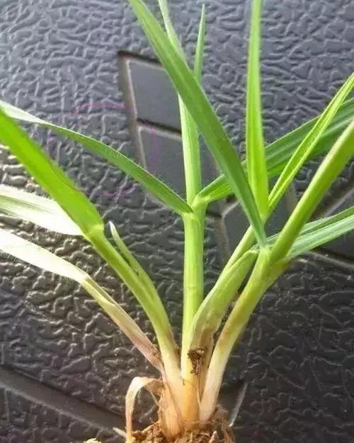 麦田里节节麦怎样根除,节节麦野燕麦雀麦图片