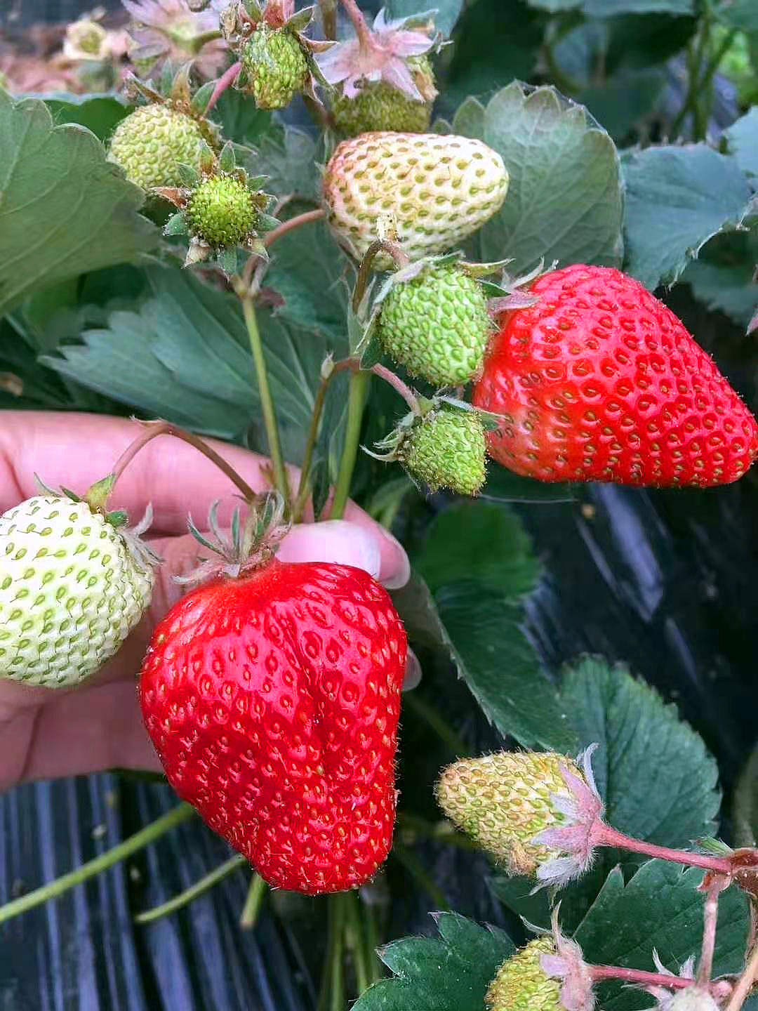 野趣大自然亲子农场攻略一日游,周末驾到