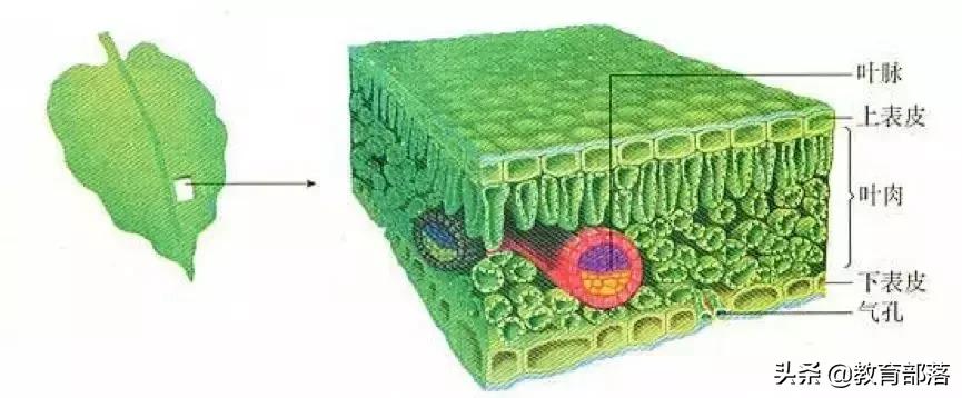 初中生物会考复习计划,初中生物会考复习资料全套
