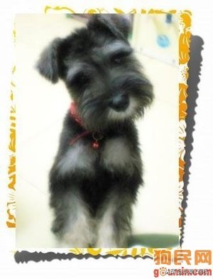 比尼熊狗狗价格,阿拉斯加狗狗价格