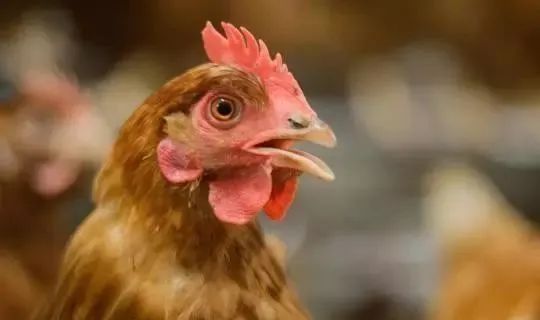 呼吸道疾病鉴别方式即治疗案例