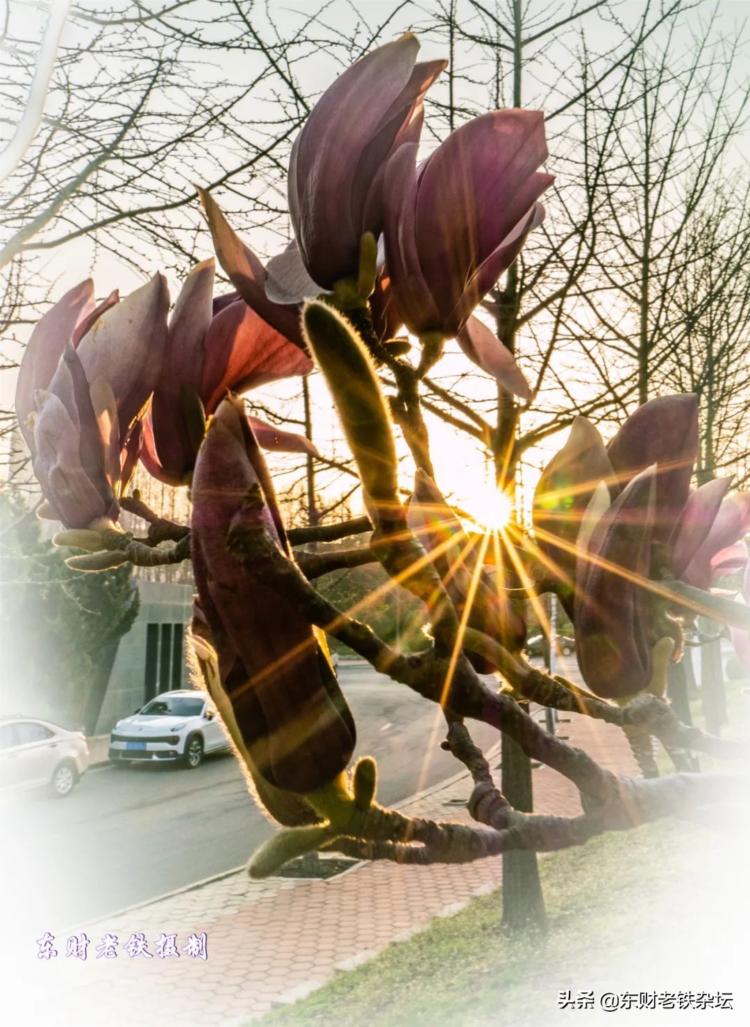 网红美景,网红一棵树樱花园