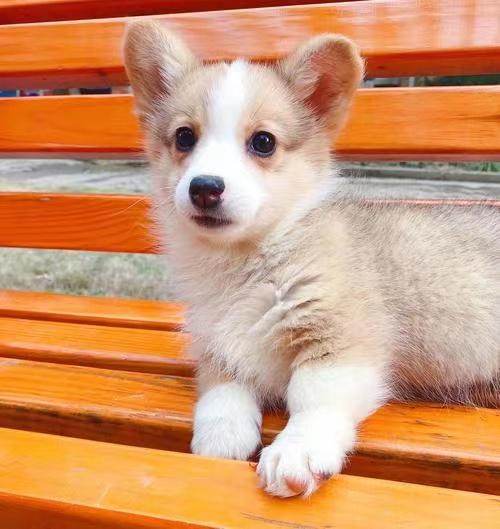 狗狗老是拉稀怎么办吃什么药管用,狗狗经常拉稀软便怎么办