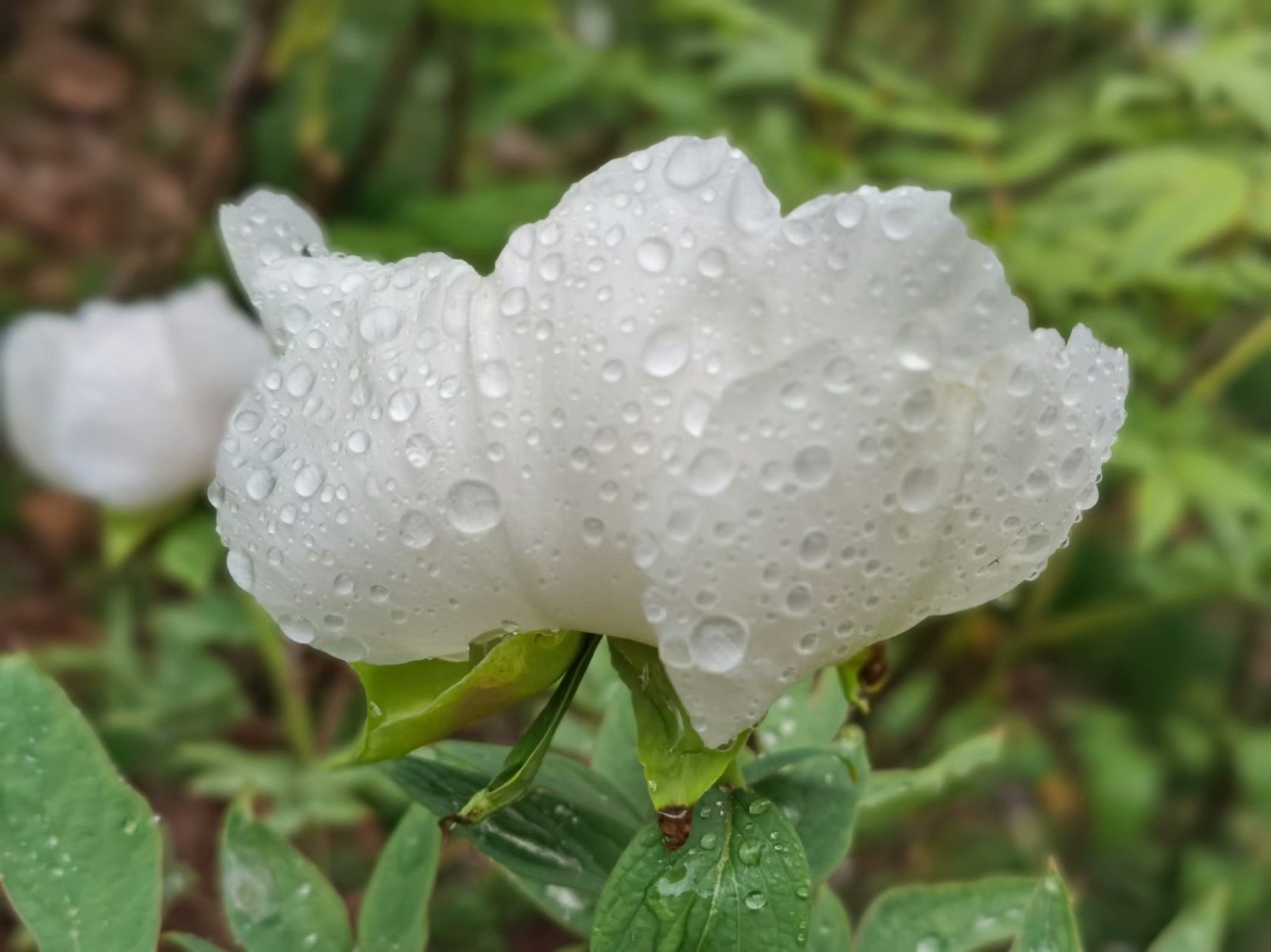 上海至长白山自驾攻略,上海出发至皖浙天路自驾游攻略