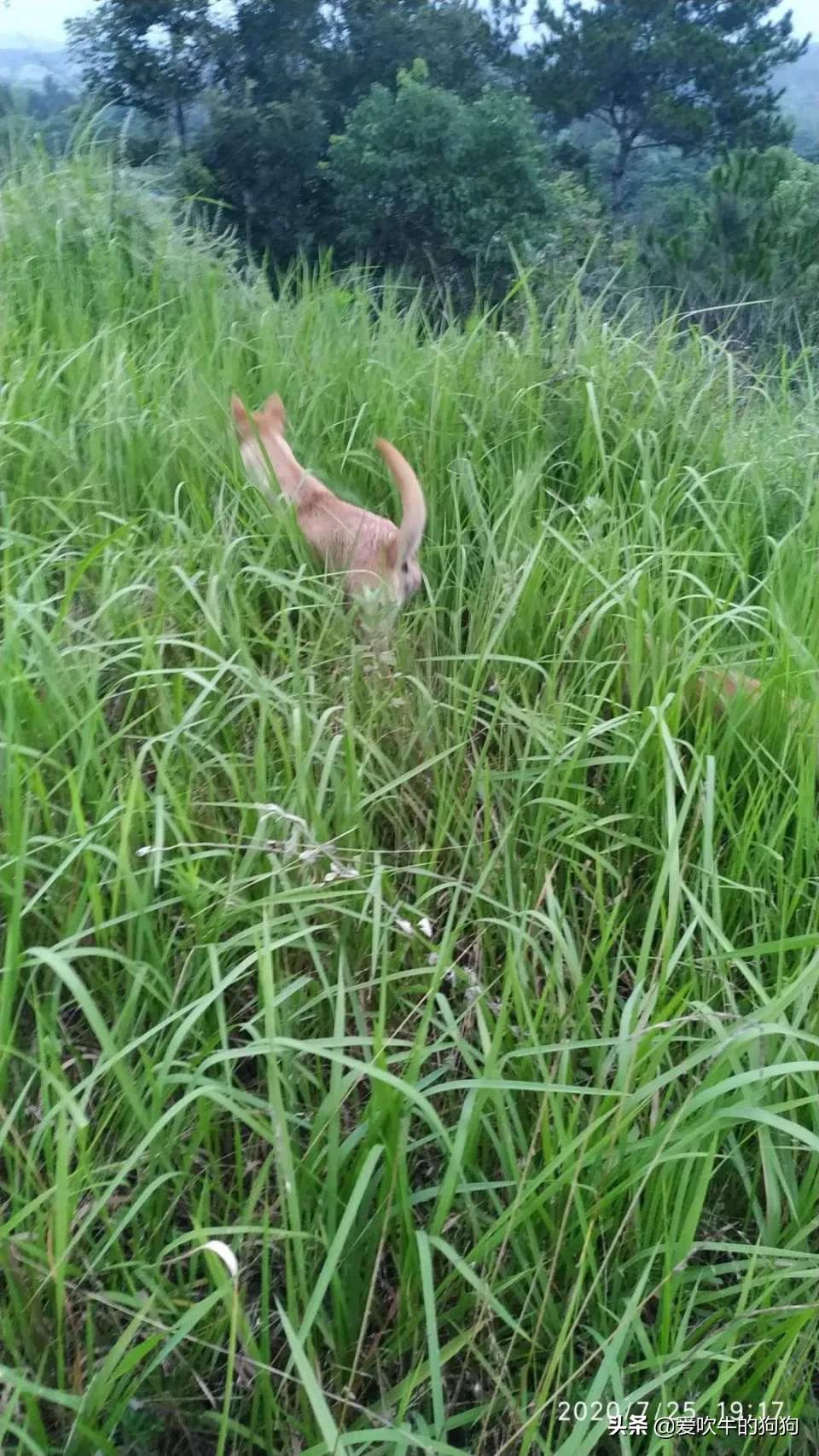 一个广西猎犬玩家的心声:我心目中的好狗,是这样子的