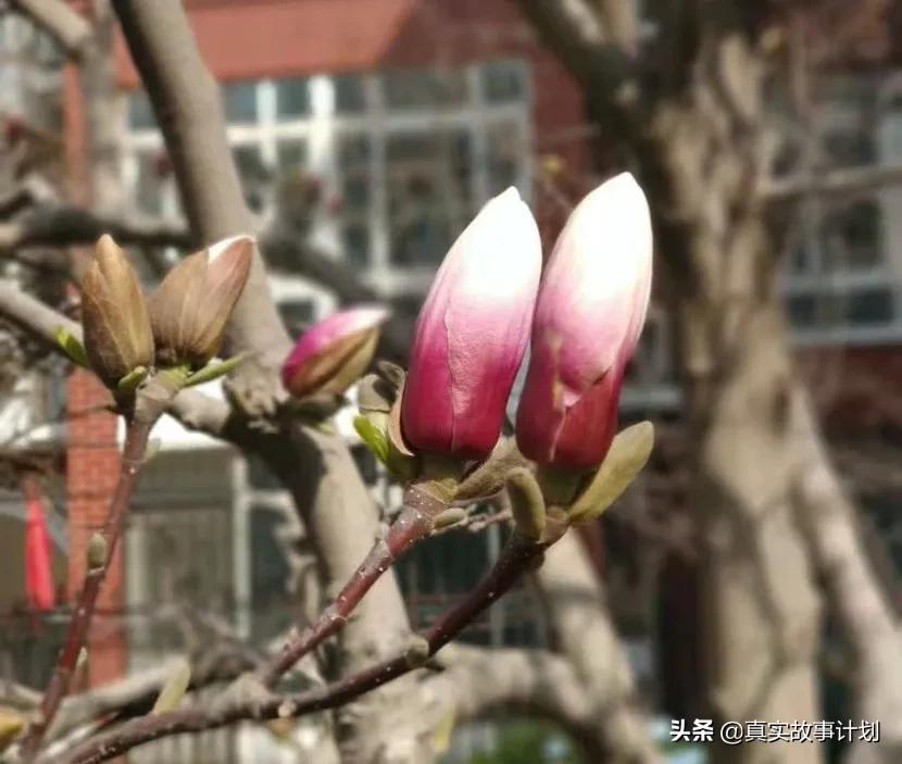 沉迷手机的大人会怎样,沉迷于手机的老年人