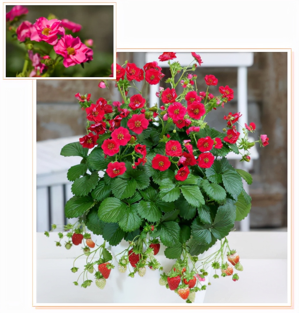 红花草莓托斯卡纳,红花草莓和白花草莓哪个好