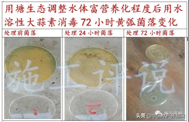 对虾养殖弧菌检测都是黄色小弧菌,对虾弧菌处理的原理是啥