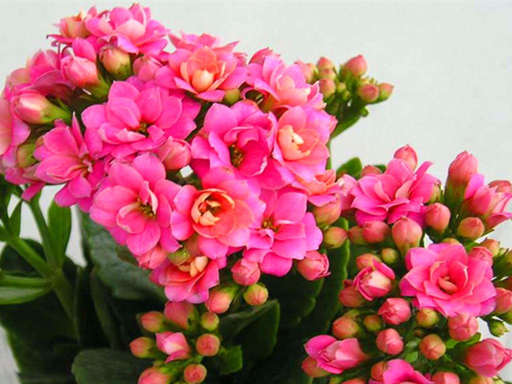 冬天买的带花苞的栀子花怎么养,冬天杜鹃花的花苞蔫了怎么补救