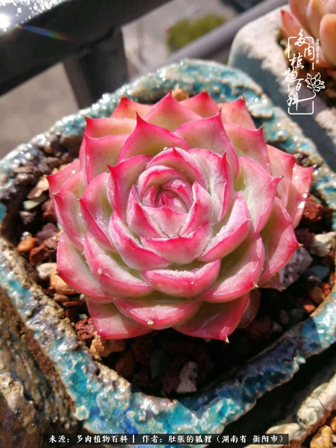 多肉用大盆养好还是用小盆养,多肉用石子养好还是用土养好