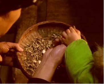 传承与弘扬苗医药,传承苗医