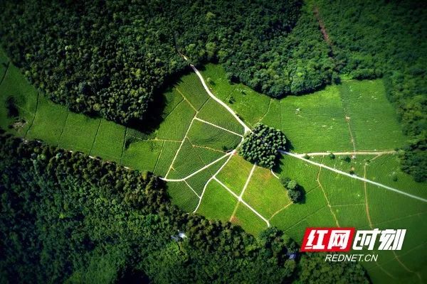 东西湖区高质量发展,湖镇高质量发展