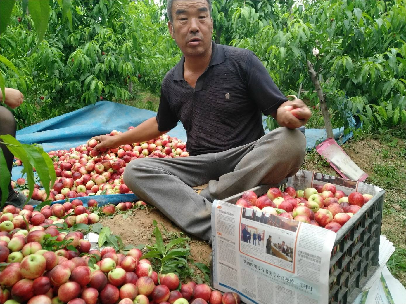 八月份有油桃这种水果吗,6月初成熟的油桃最好是什么油桃