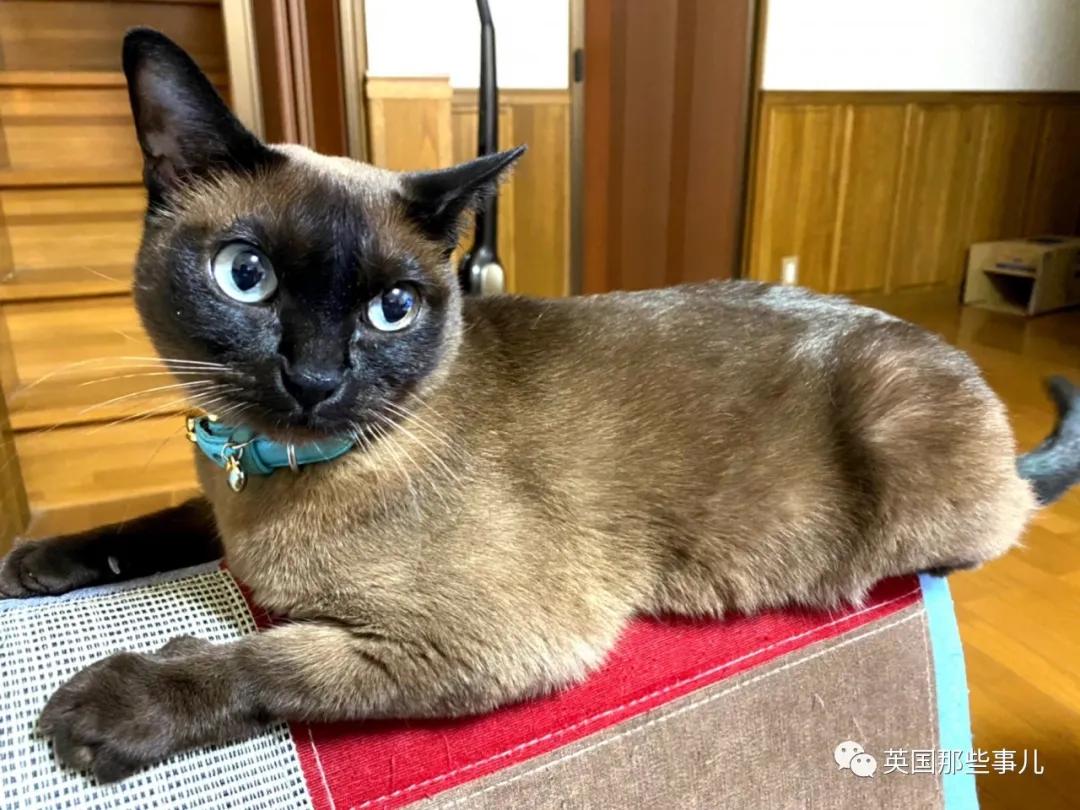 养暹罗猫会得什么病吗,养暹罗猫就像开盲盒