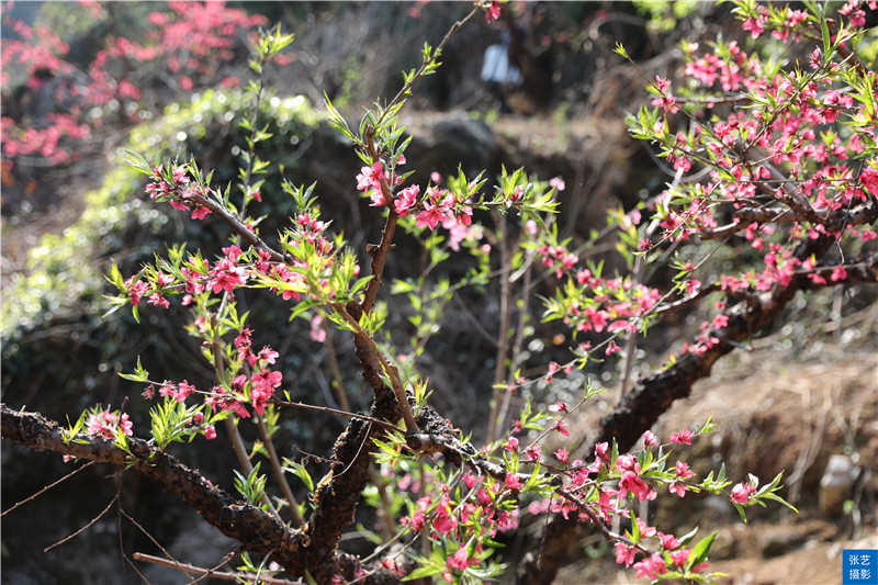 80后放弃广州高薪回家创业,放弃深圳高薪回家农村创业