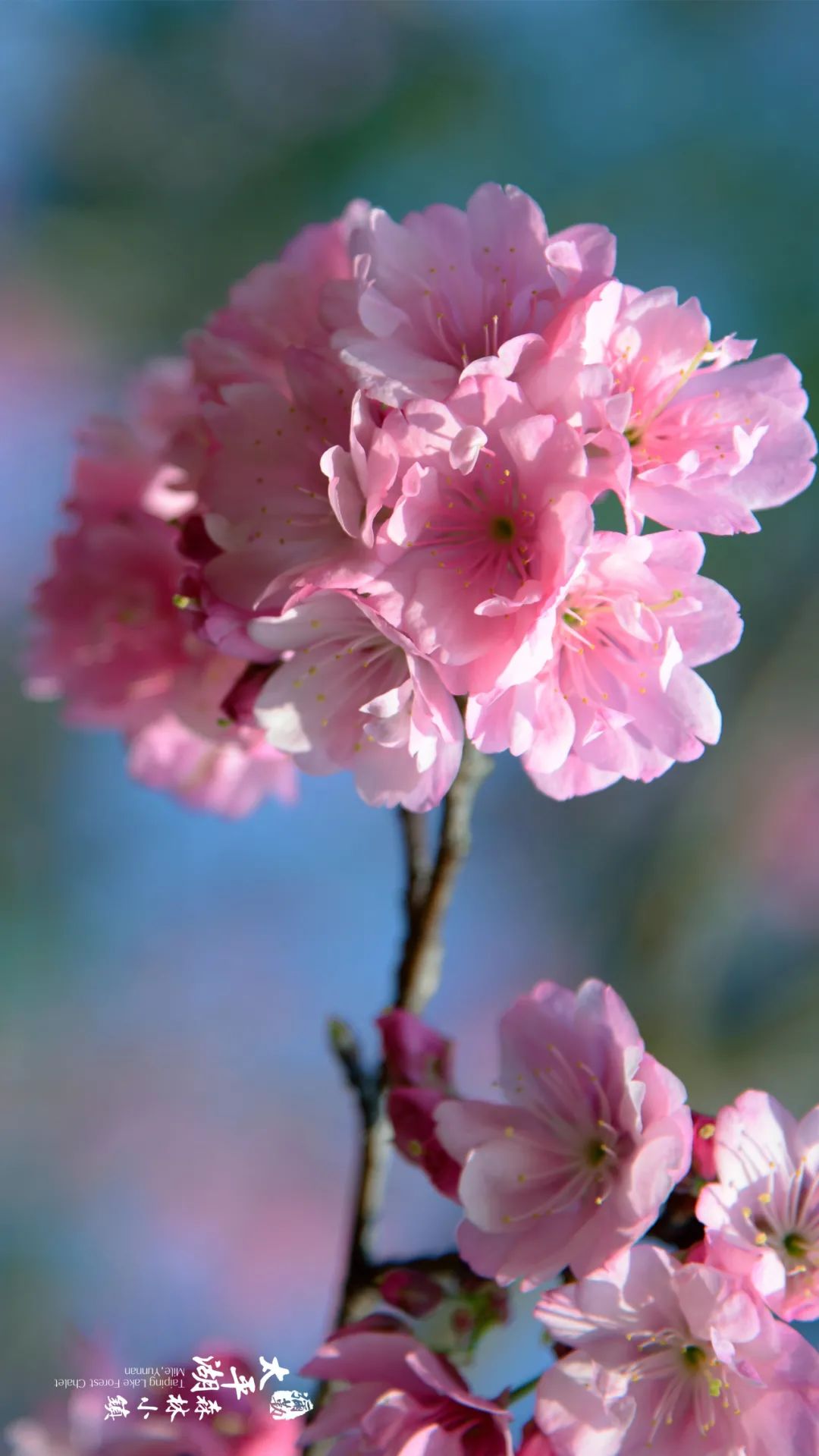 三月弥勒什么地方可以赏花,弥勒3月赏花攻略