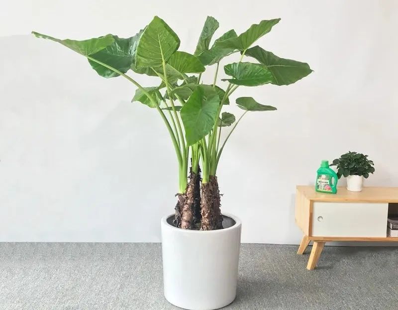 养护滴水观音,滴水观音怎样养护才好养