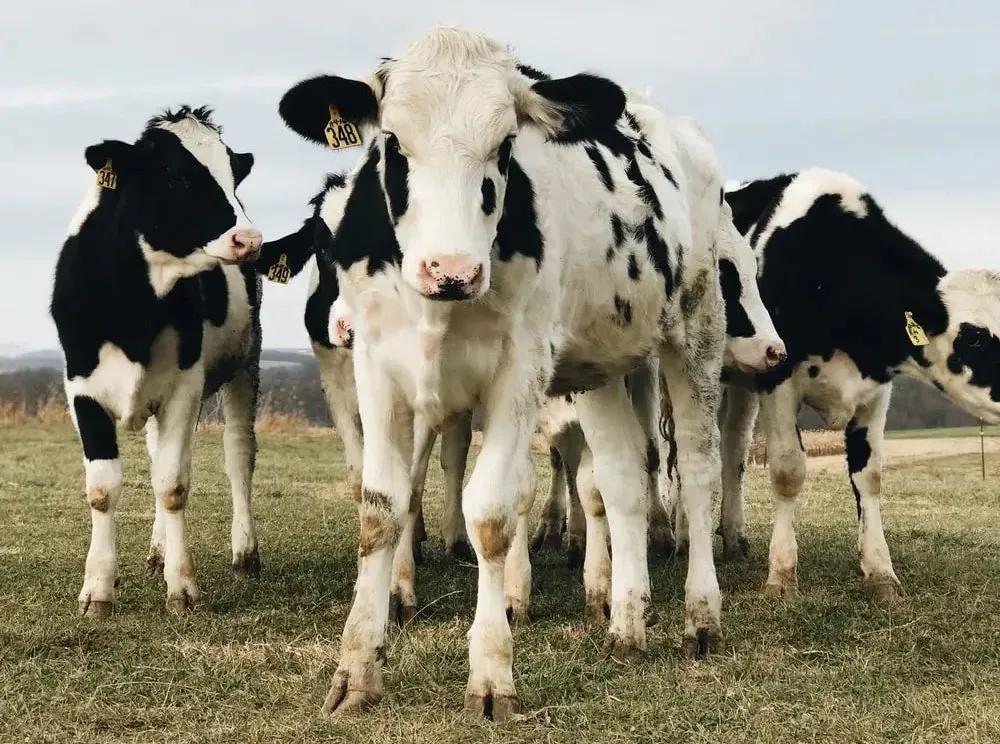 牛年的牛用英语怎么说,牛年的英语怎么说
