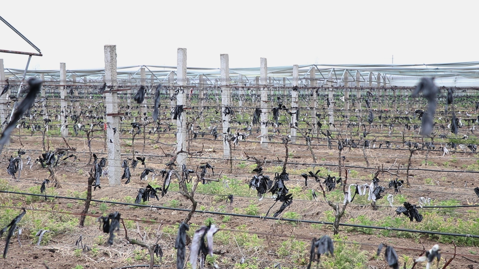 葡萄起垄栽培还是平地栽培,五大种植技巧