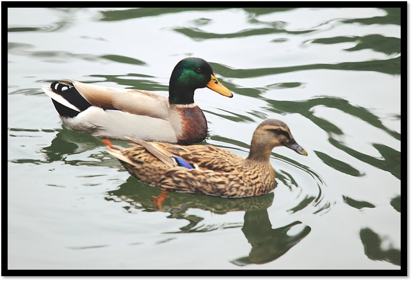 鸭肉比鸡肉嫩,鸭肉比鸡肉红怎么回事