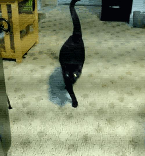 没想到猫也会功夫,没想到猫会这样走路