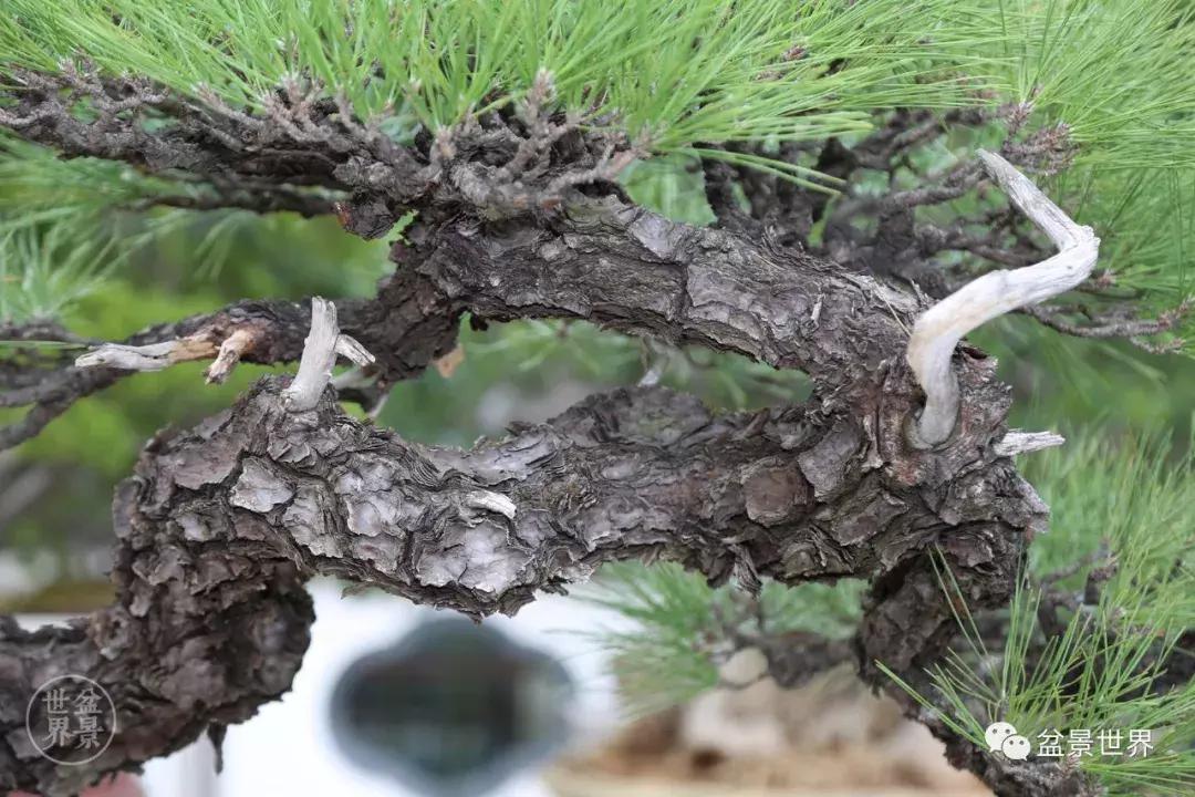 松树盆景经典大片,大斜杆式盆景得金奖作品松树