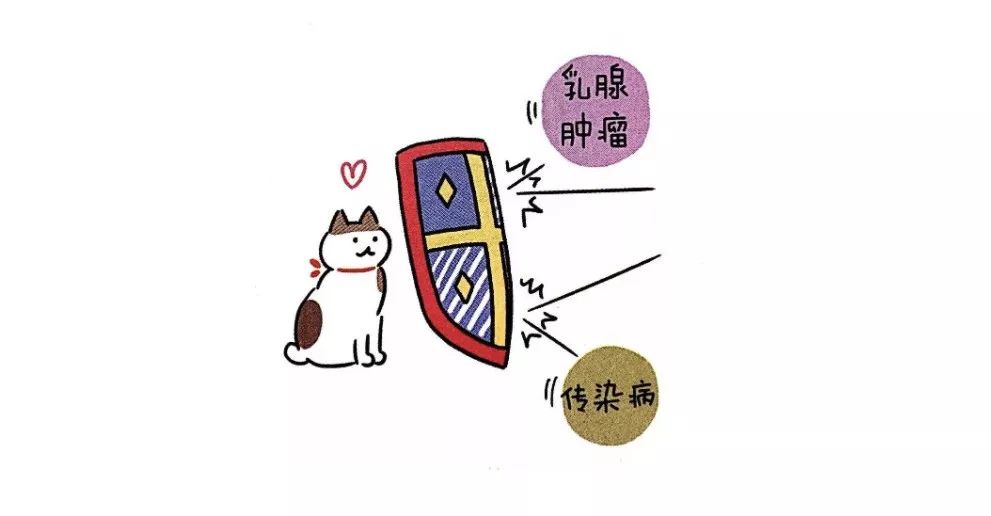 养猫必备猫咪绝育全攻略,新手养猫绝育攻略