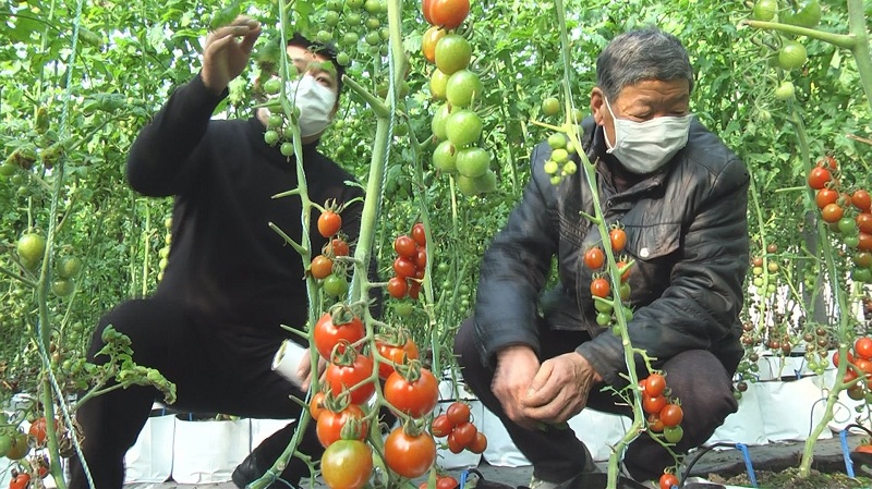 农技指导助力设施农业安全越冬,农技指导助春耕