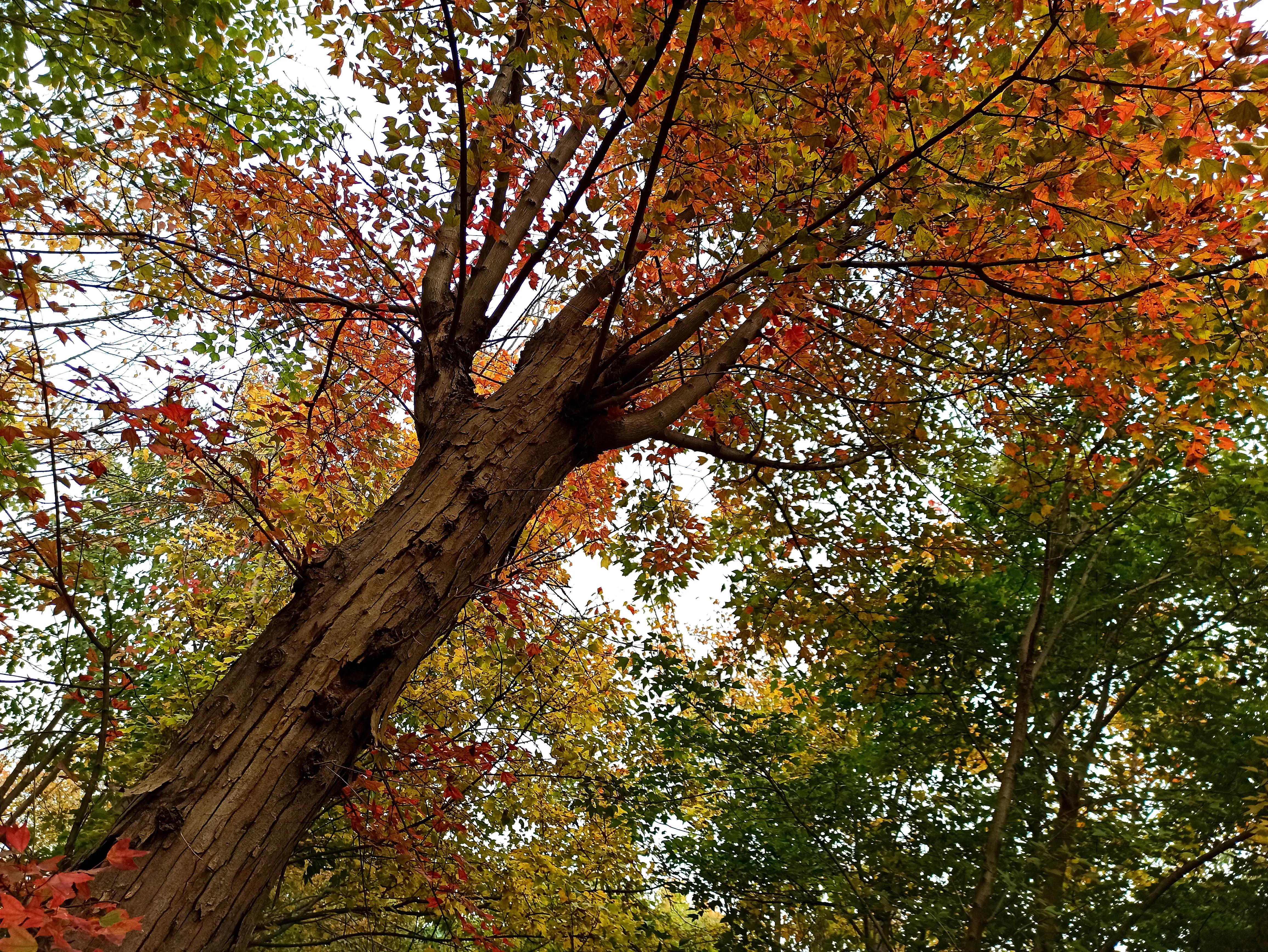 秋天的颜色是五光十色的,秋天的色彩是那样的斑斓