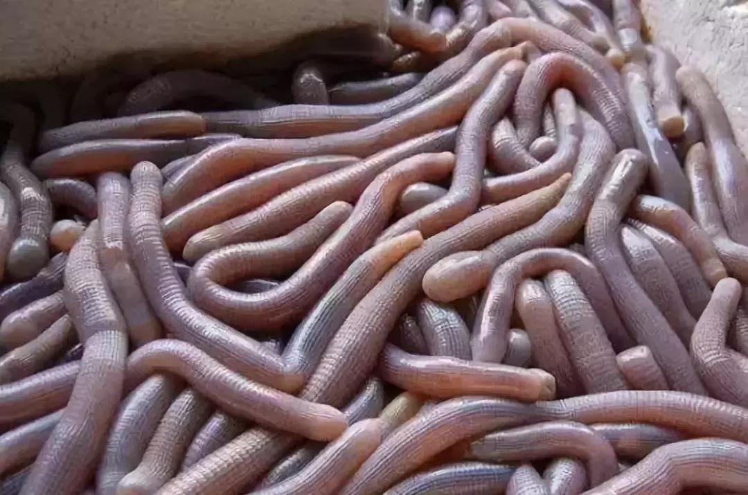 防城港怎么吃海鲜便宜不被坑,防城港干货海鲜有哪些