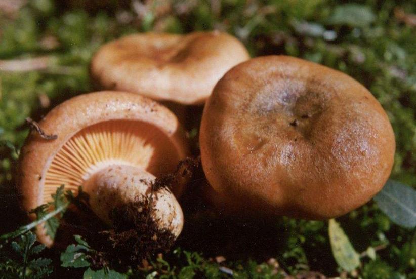 反季节林下香菇栽培技术,香菇种植出菇后怎样管理视频