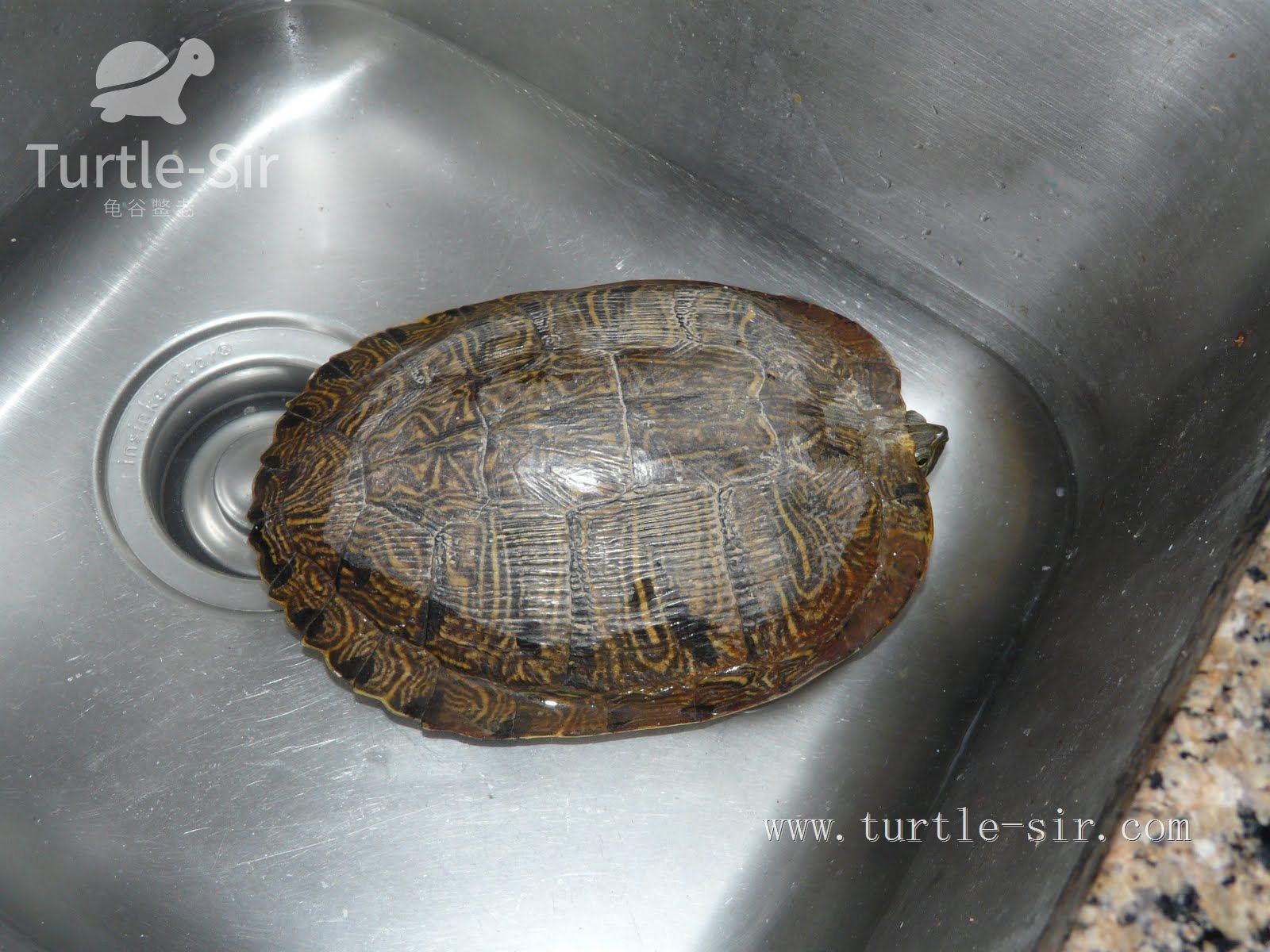 大龟买来该如何养,大龟买回来怎么养