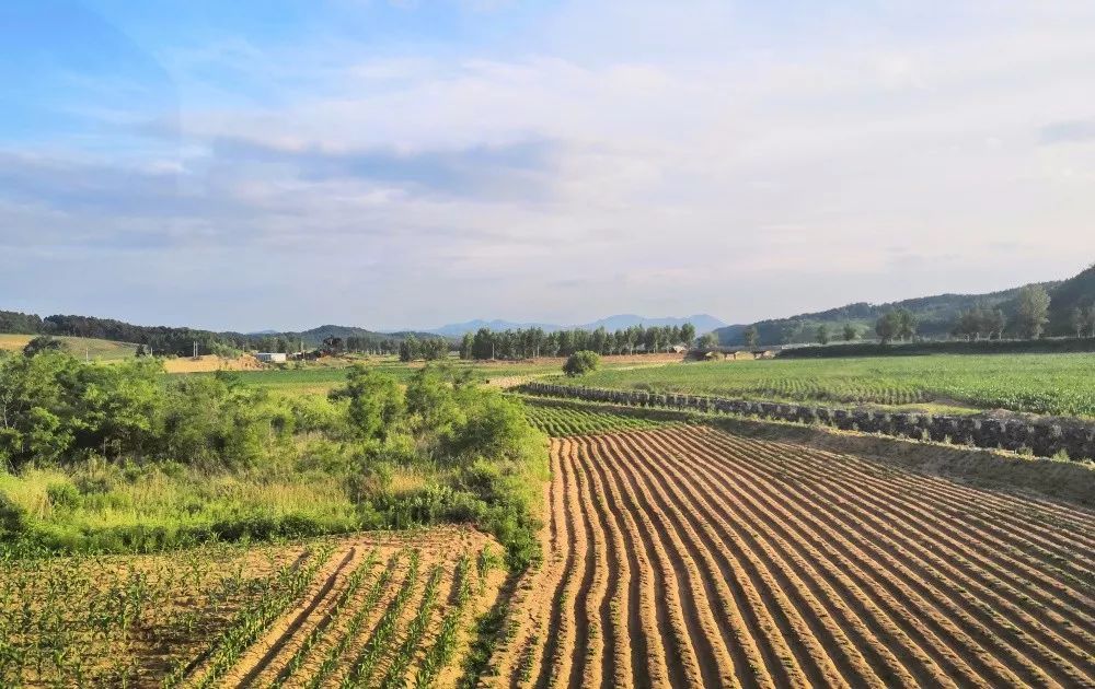 轻轻的你来了散文,轻轻的你来了语录