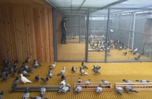 赛鸽代谢对人体有什么影响,赛鸽最有效的排酸办法