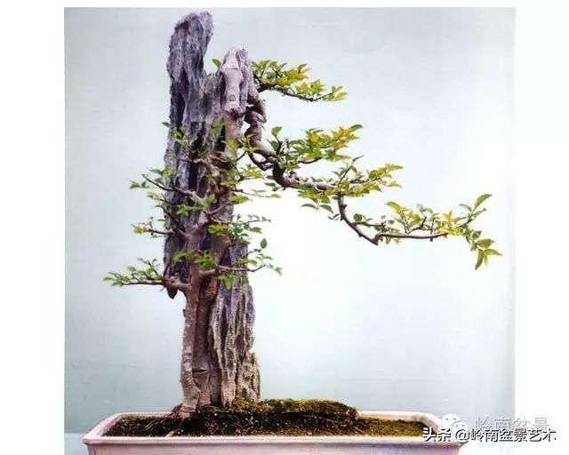 鎮礀缁濆閫㈢敓,鎮礀鐩嗘櫙澶у叏