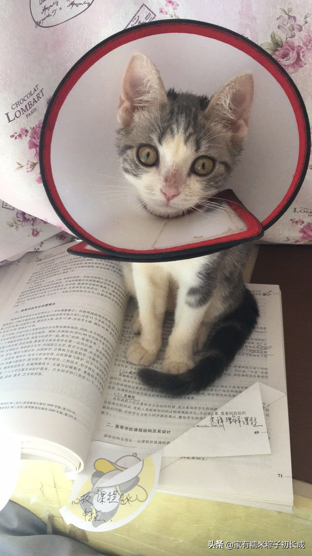 猫咪治病真实案例,猫咪治病真实记录