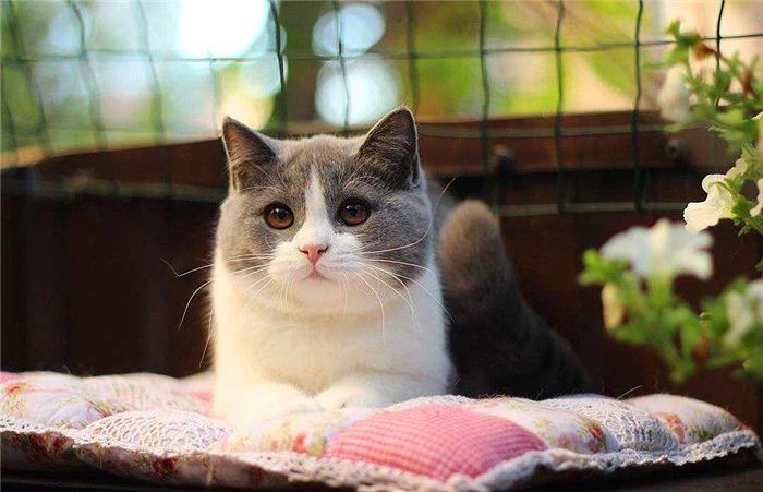 用百合花帮爱猫发情？母猫却因此出现肾衰竭，需知此为“毒花”