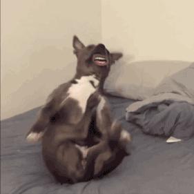 怎样养好狗养狗要注意什么,新手养狗狗该怎么养