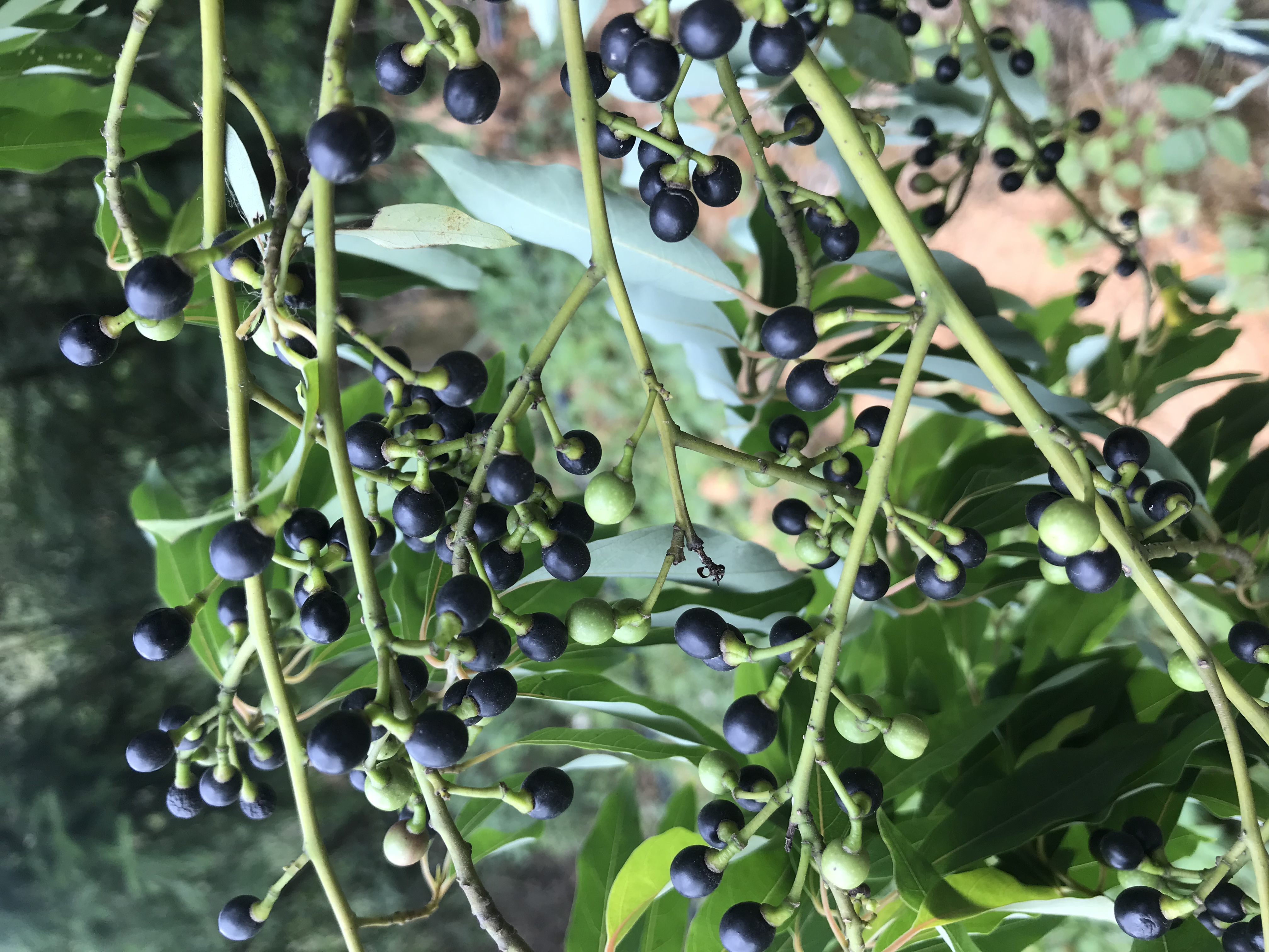 广西特色香料资源与产业现状