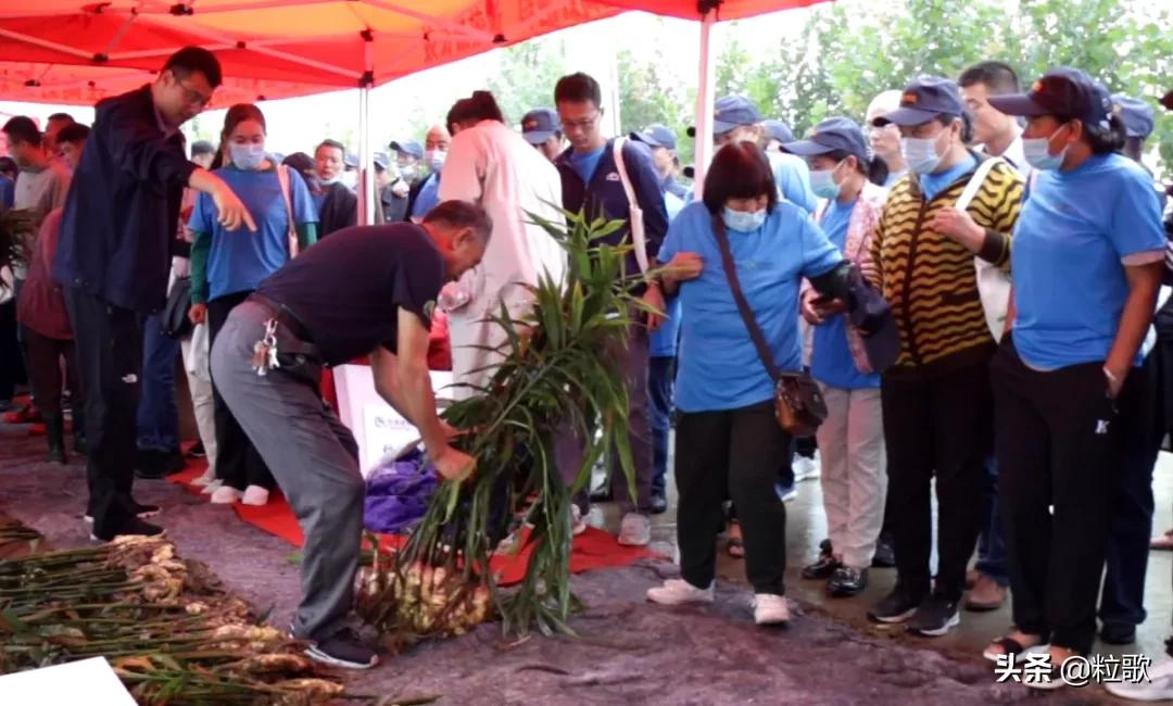 住商肥料“脲醛+”减肥增效中国行：大姜“吃”套餐