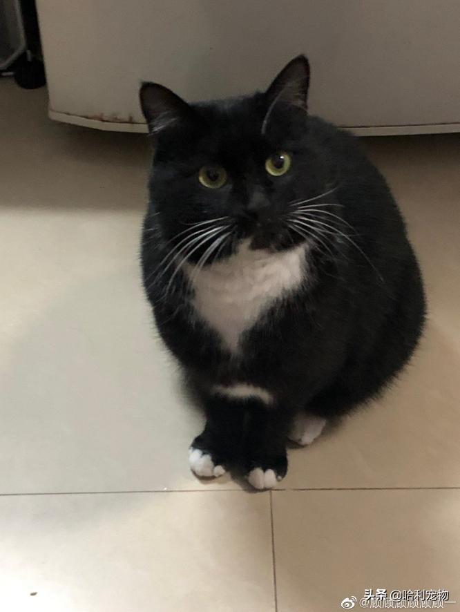 铲屎官的真相,铲屎官养了四只一模一样的猫