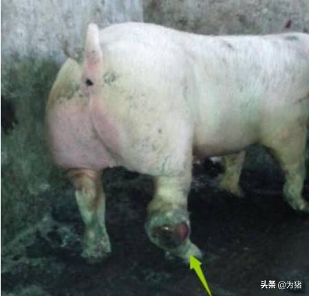 猪瘫痪是什么,猪瘫痪几个阶段