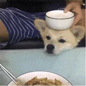 沙雕表情包动态,沙雕表情包熊猫头素材