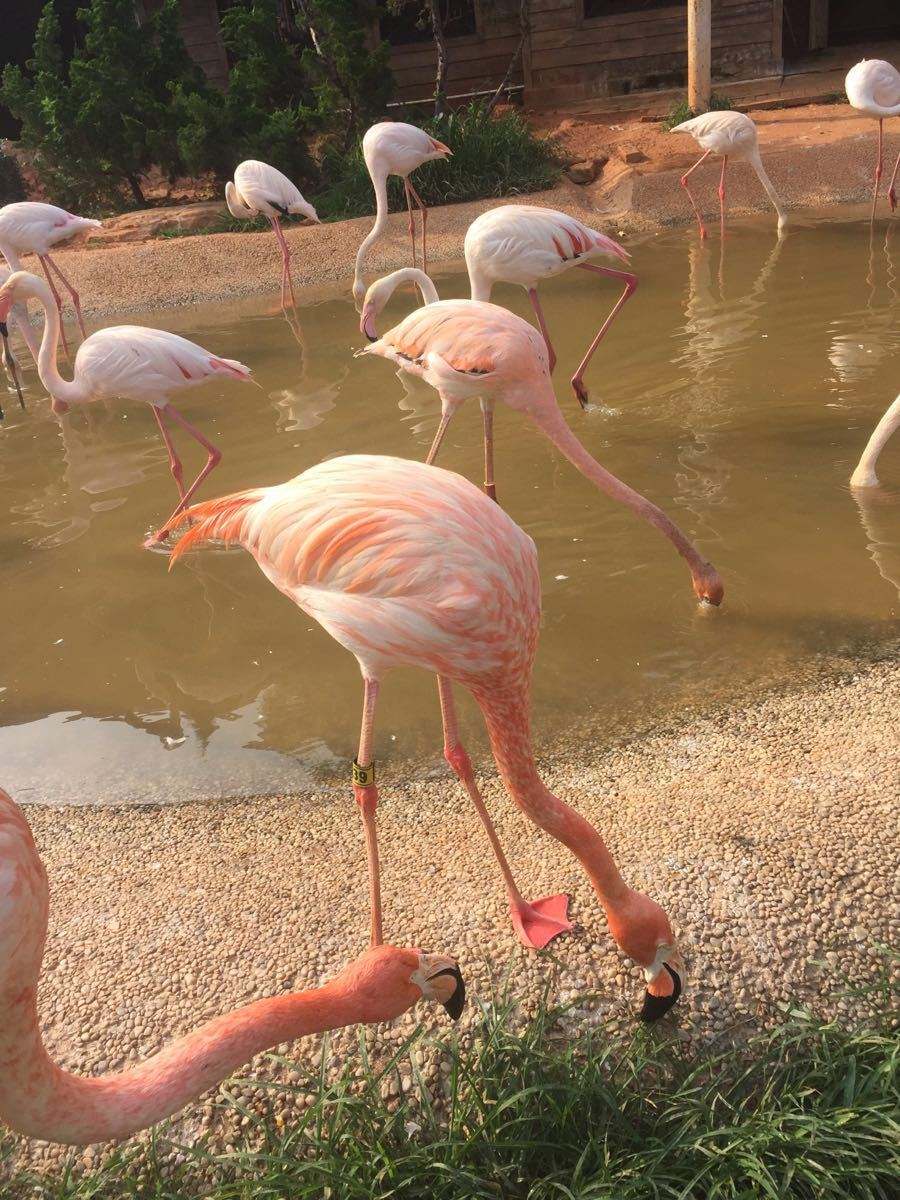 大连老虎滩帆船出海一日游,老虎滩金石滩棒棰岛